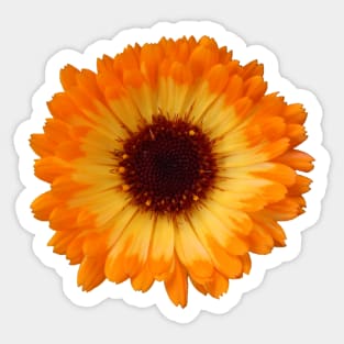 orange daisy Sticker